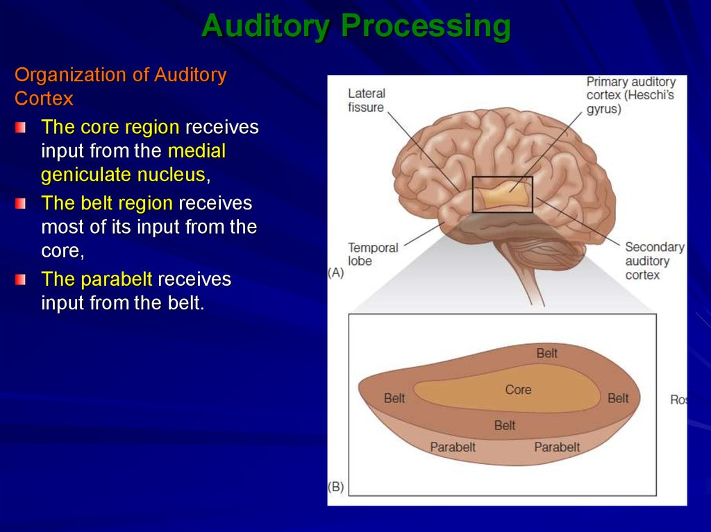 Audio Processing: Support Our Splitter Service Today!